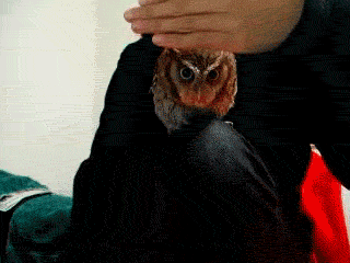 Gif: owl